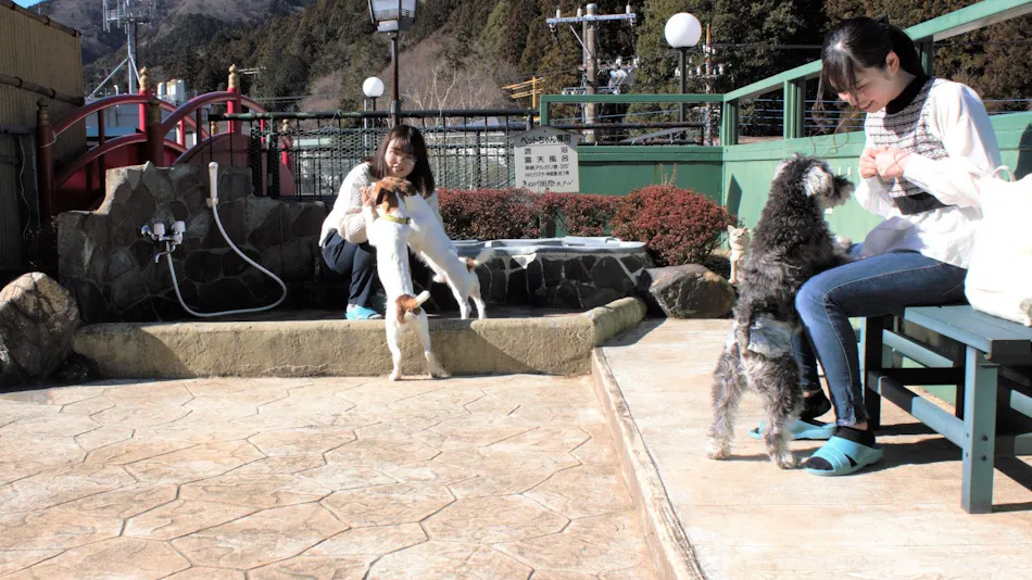 Kinugawa International Hotel: A Pet-Friendly Accommodation with Three Dog Runs