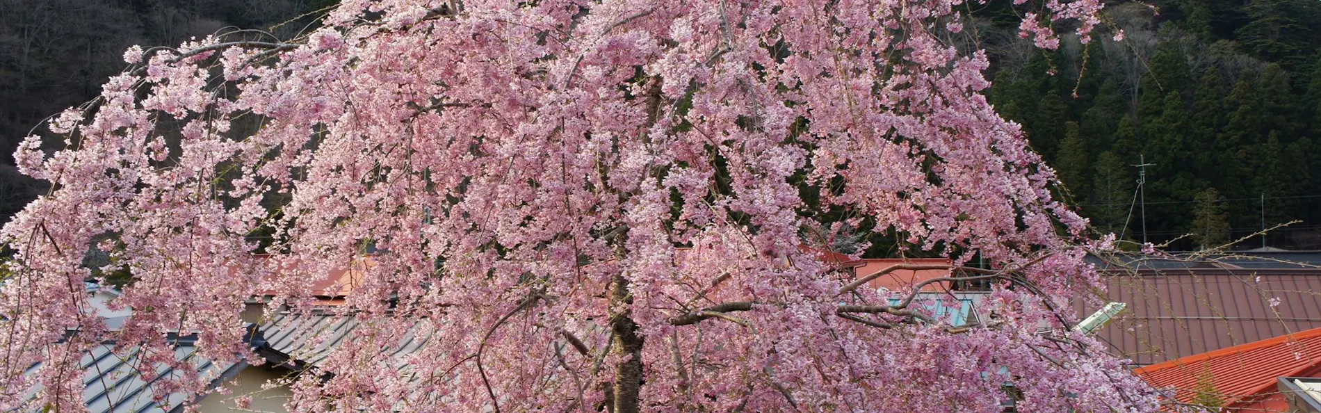 宿 花屋徳兵衛