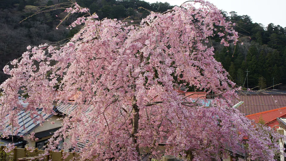 Inn Hanaya Tokubei