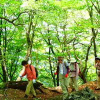 新緑の登山