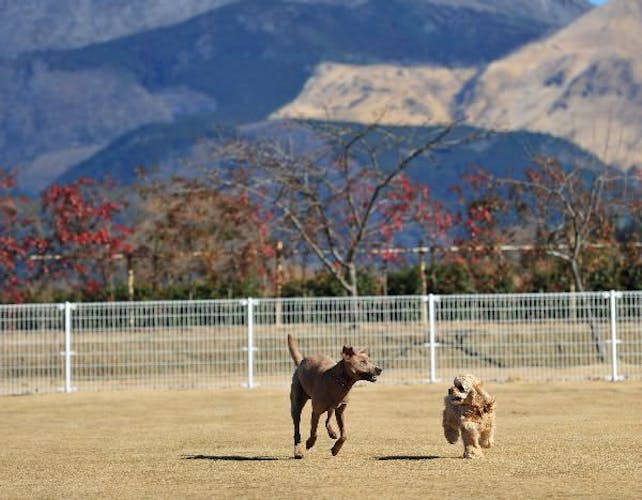 湯布院や別府など大分県でペットと泊まれる宿11選 Iisentaku