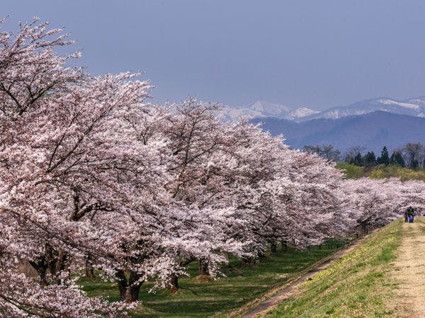 สวนซากุระชิซุคุอิชิ