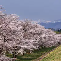 สวนซากุระชิซุคุอิชิ