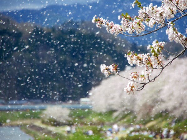 角館　桧木内川堤