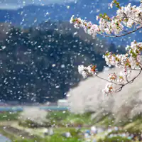 角館 桧木内川堤