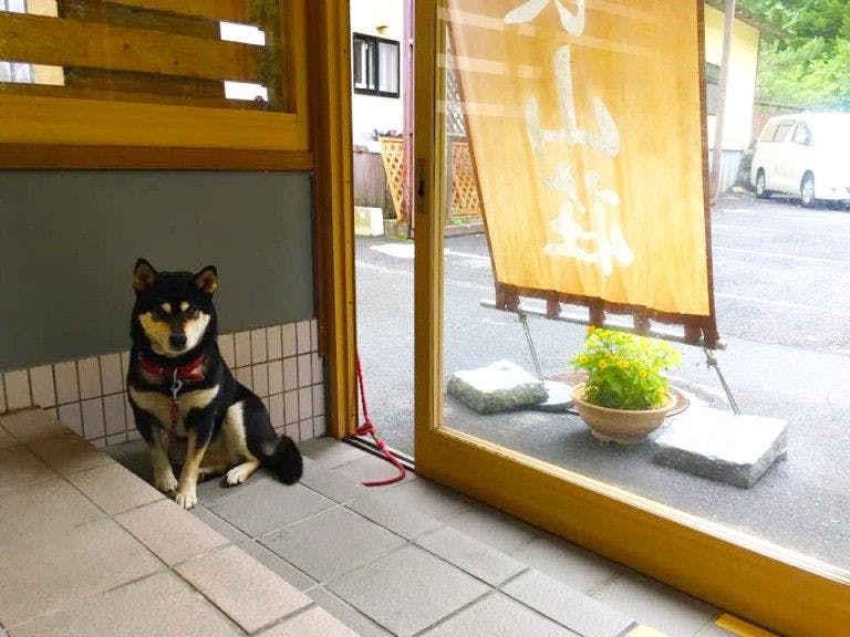 สุนัขที่รัก โกโก้