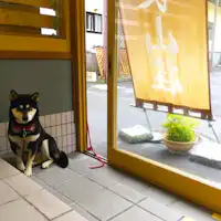 สุนัขที่รัก โกโก้