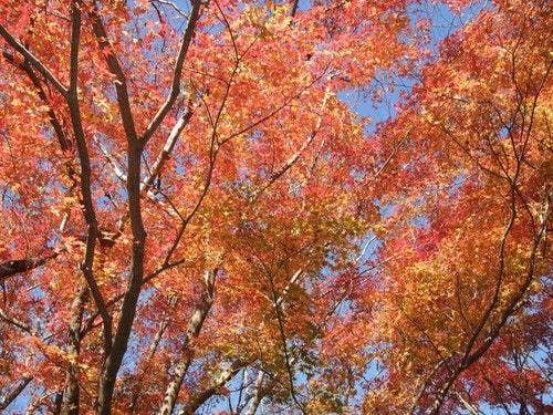 近隣の為松公園(紅葉)