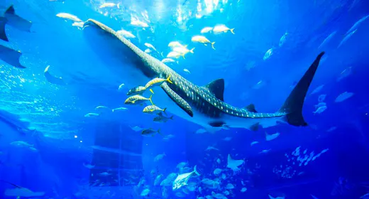 【美ら海水族館チケット付】「1度は行きたい水族館」ホテルから車で6分(朝食付)