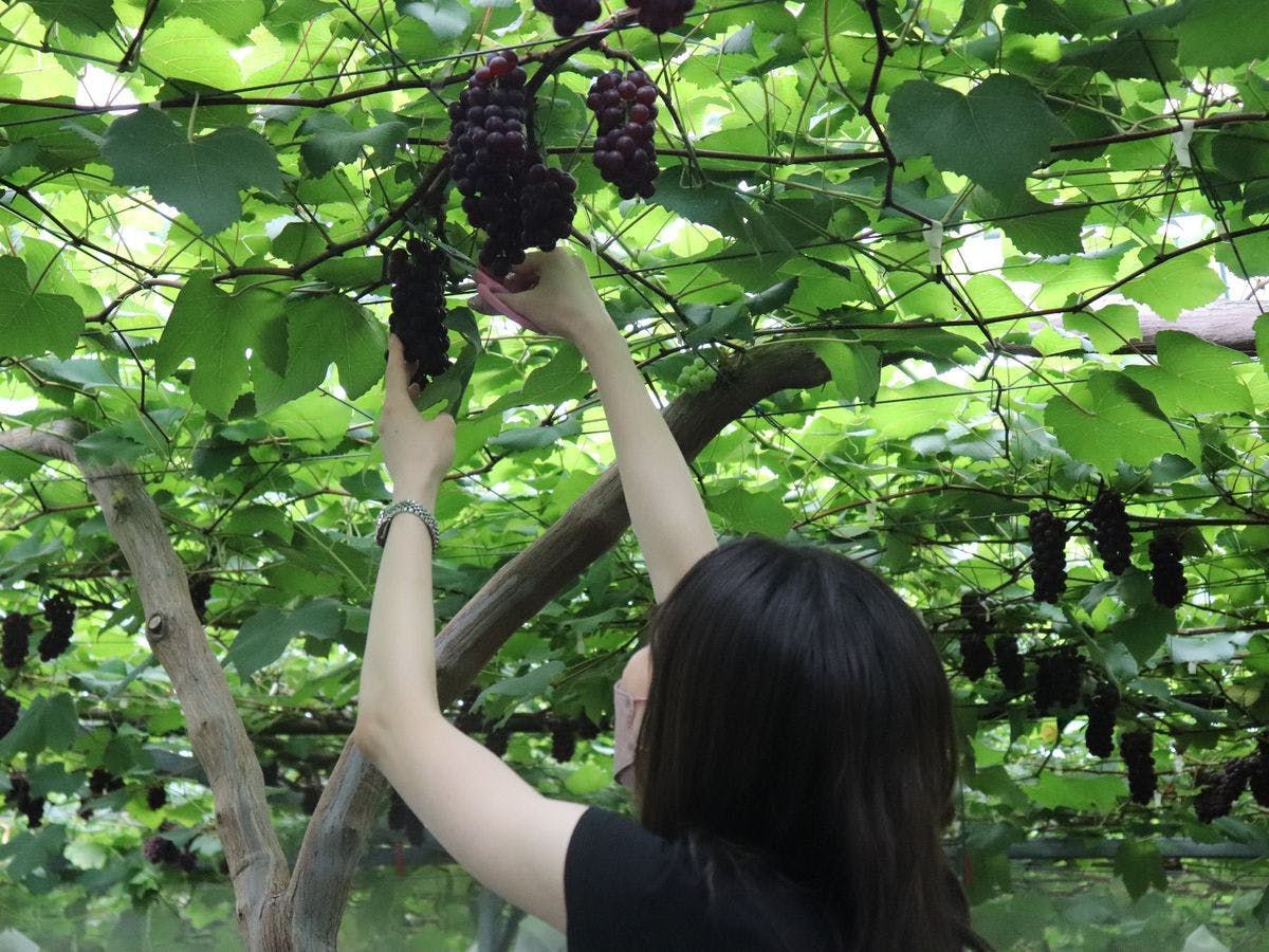 Pengalaman Memetik Buah Musiman