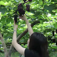 Pengalaman Memetik Buah Musiman