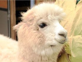 ロイヤルホテル 大山(旧:大山ロイヤルホテル) 2枚目