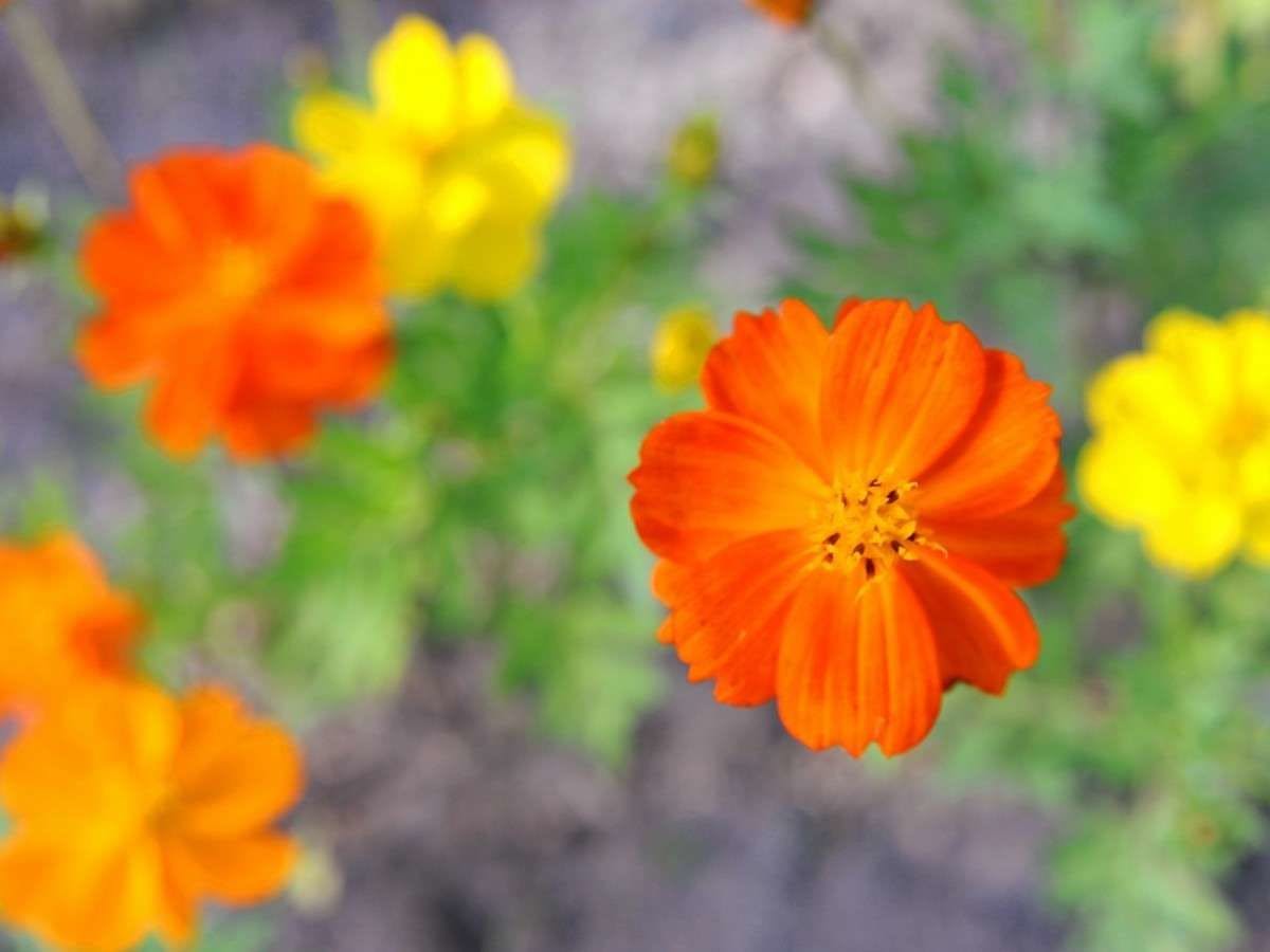 あづみの公園では四季折々の花が咲いてます