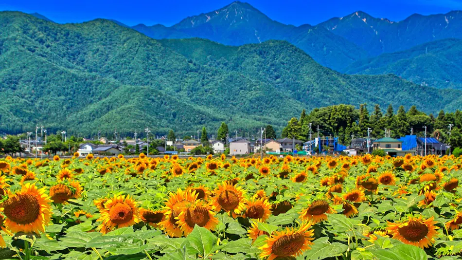 Kurobe View Hotel