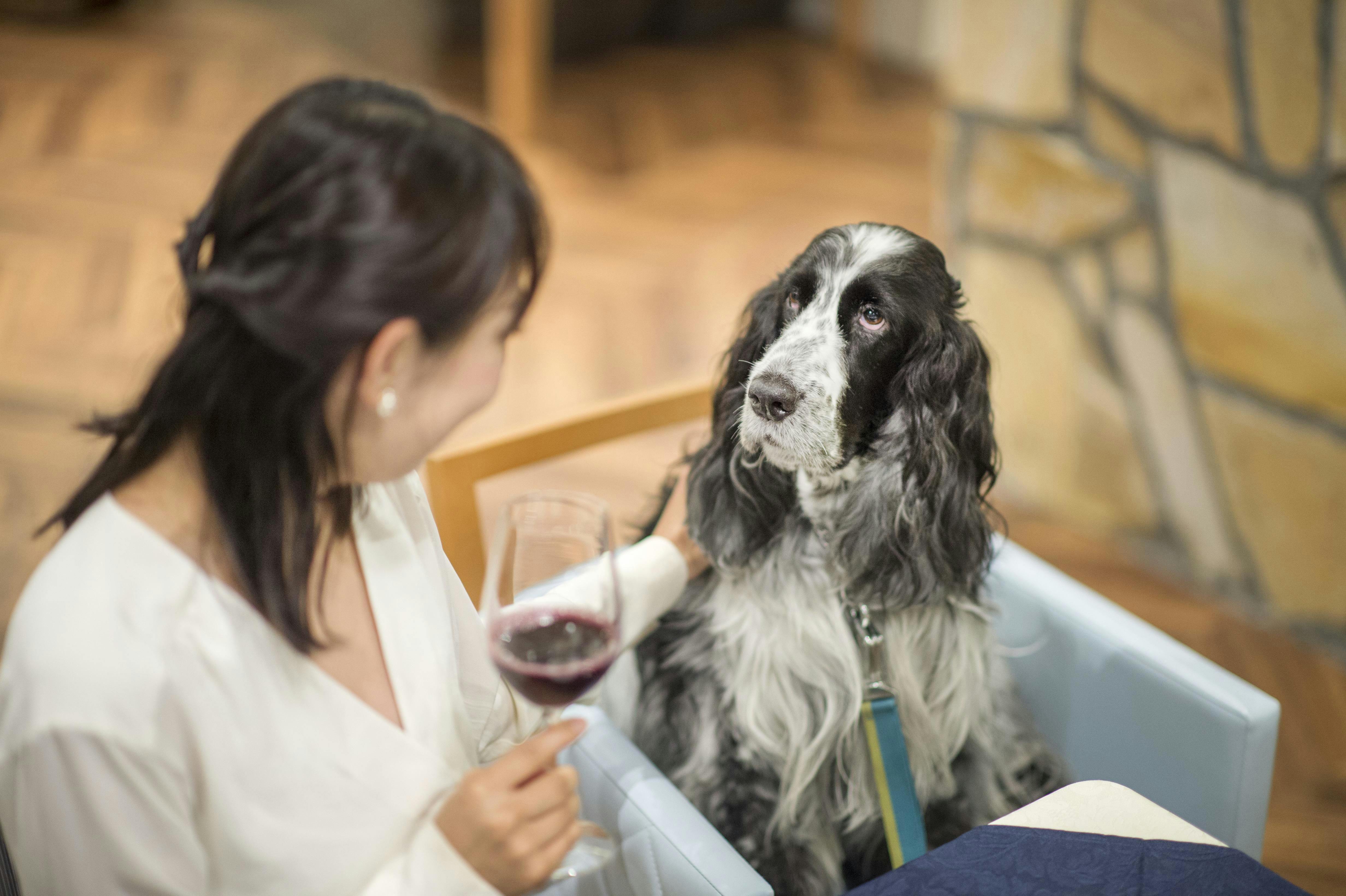 わんわんパラダイス プレミア 山中湖（旧：Wan's Resort 山中湖）