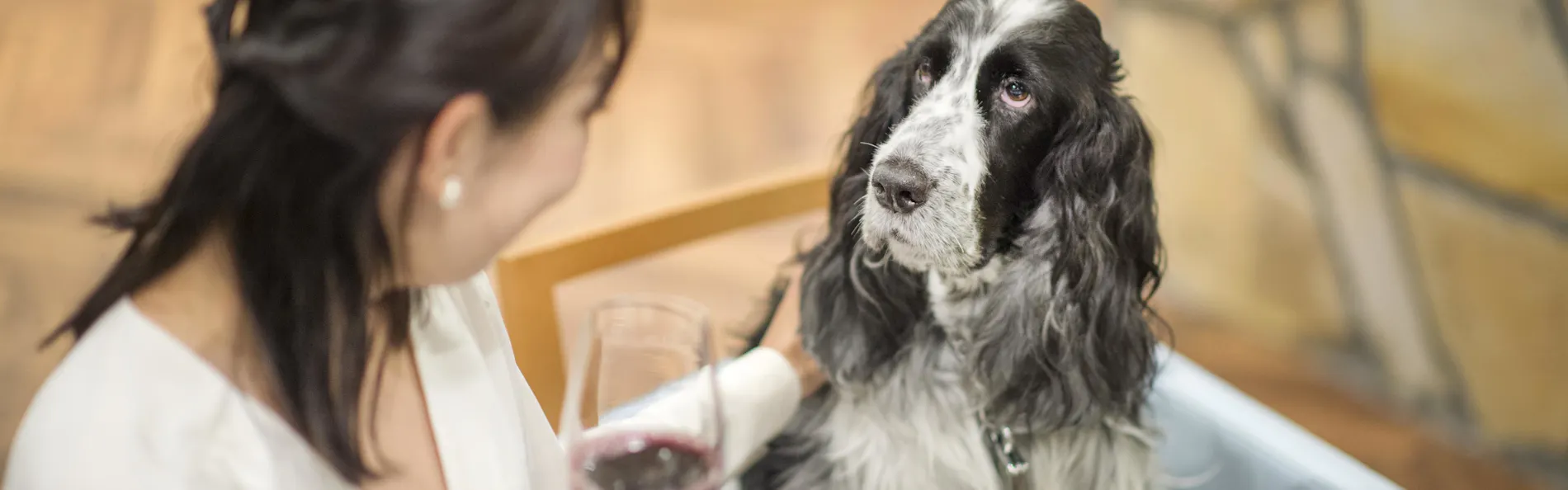 わんわんパラダイス プレミア 山中湖(旧:Wan's Resort 山中湖)