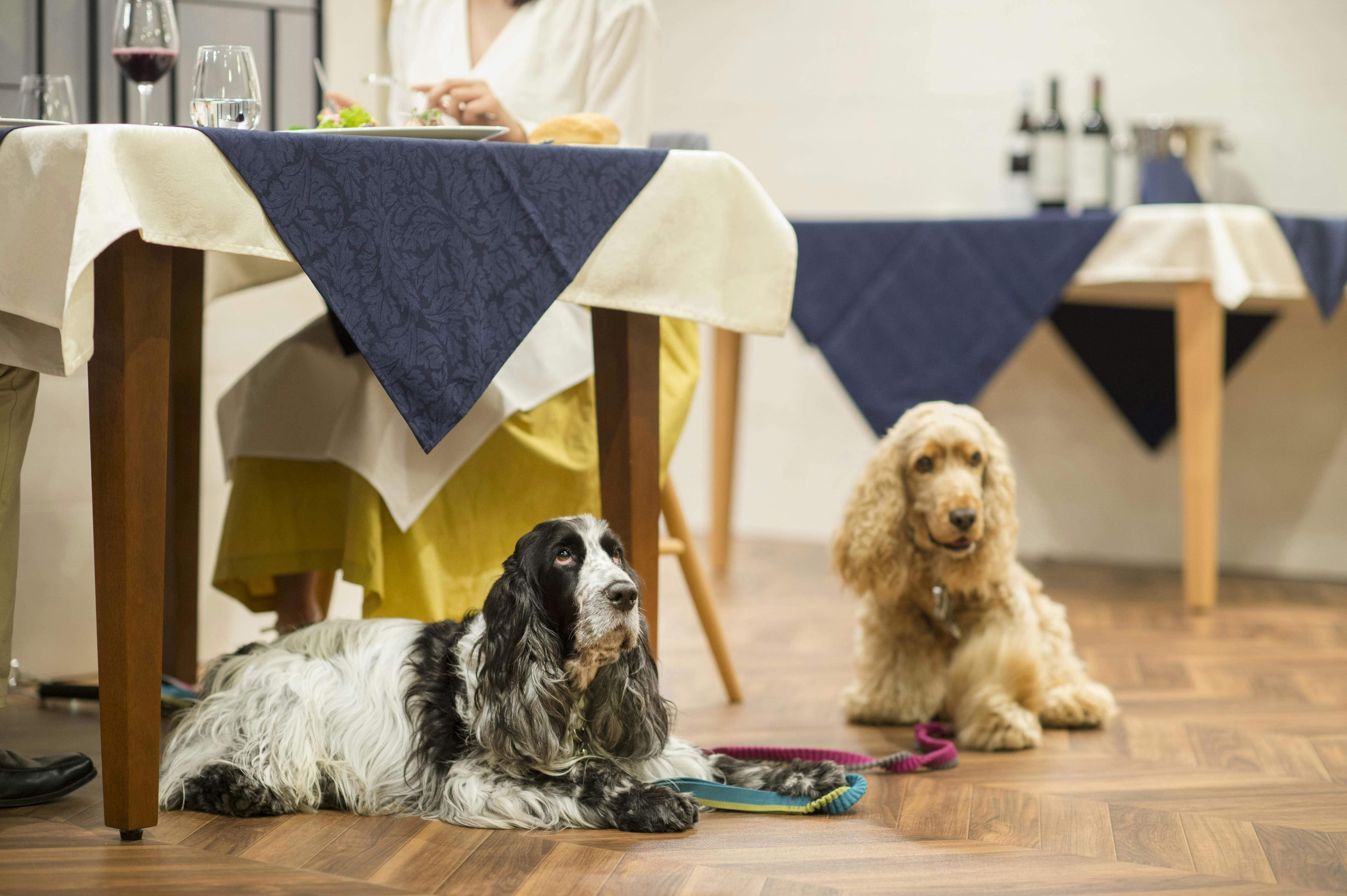 與愛犬一起享用晚餐♪