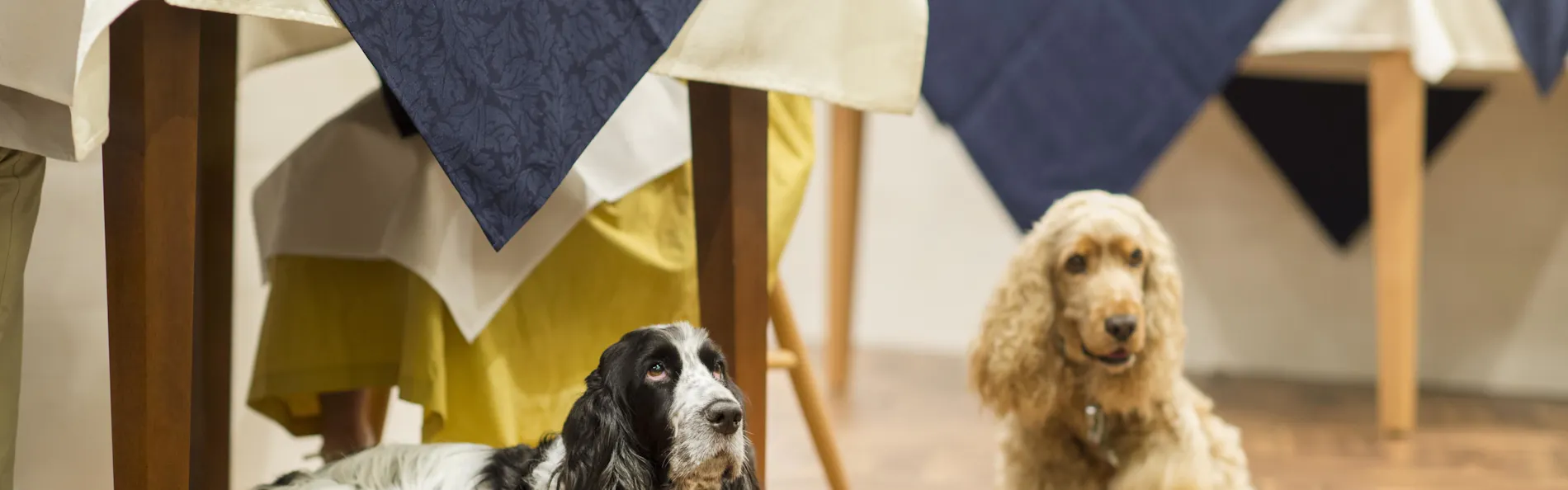 わんわんパラダイス プレミア 山中湖(旧:Wan's Resort 山中湖)