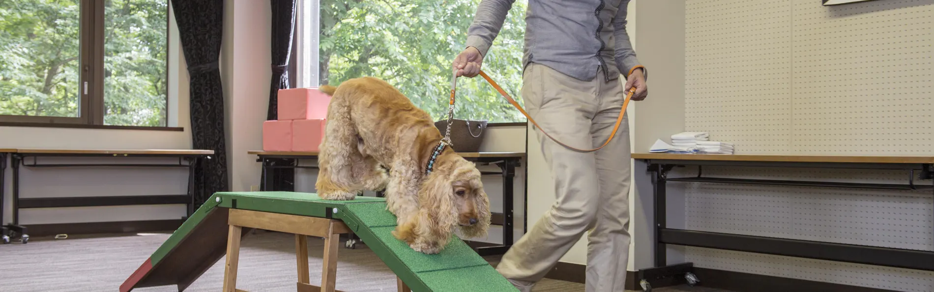 わんわんパラダイス プレミア 山中湖(旧:Wan's Resort 山中湖)