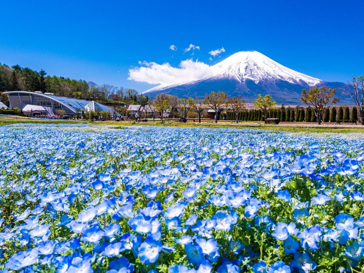สวนฮานะโนะมิยาโกะ　บรรยากาศช่วงฤดูใบไม้ผลิถึงฤดูร้อน