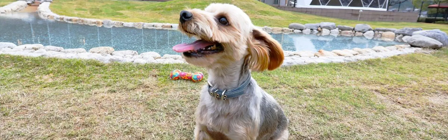 別邸 わんこ日和