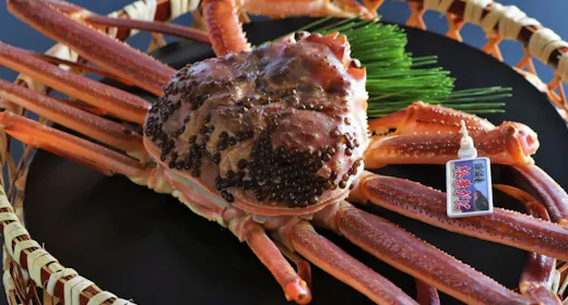 【松葉蟹ひとり1匹】カニの町浜坂港水揚げ!鮮度抜群の厳選「タグ付松葉ガニフルコース」セラピー無