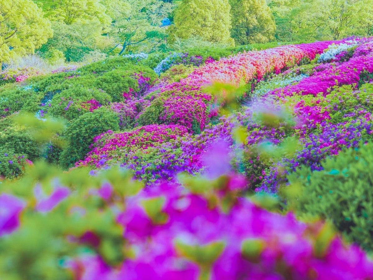 【姫の沢公園のつつじ】