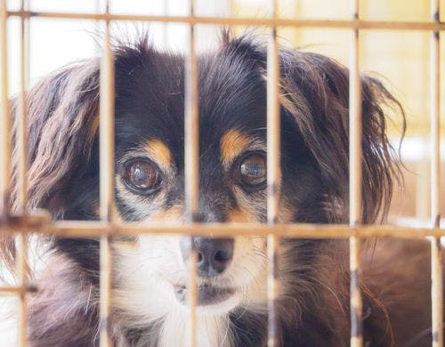 ワンちゃんといっしょにステイ