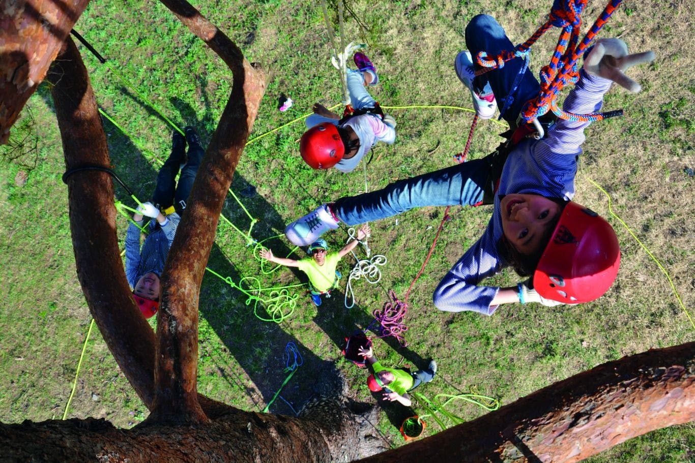 ปีนต้นไม้