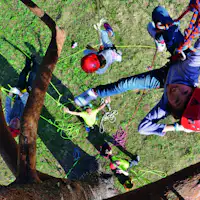 ปีนต้นไม้