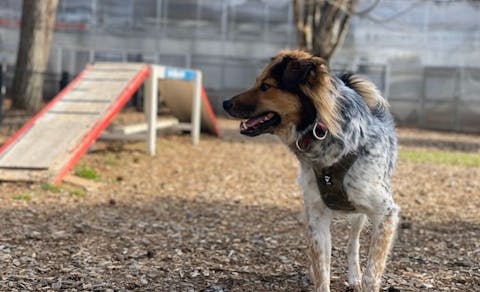 軽井沢でペットと泊まれる宿 一度は泊まりたい 軽井沢でペットと泊まれる宿 Top10 年 一休 Com