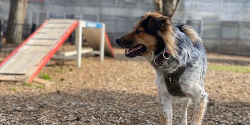 ペットと泊まれる宿 2ページ 一度は泊まりたい ペットと泊まれる宿 Top100 年 一休 Com