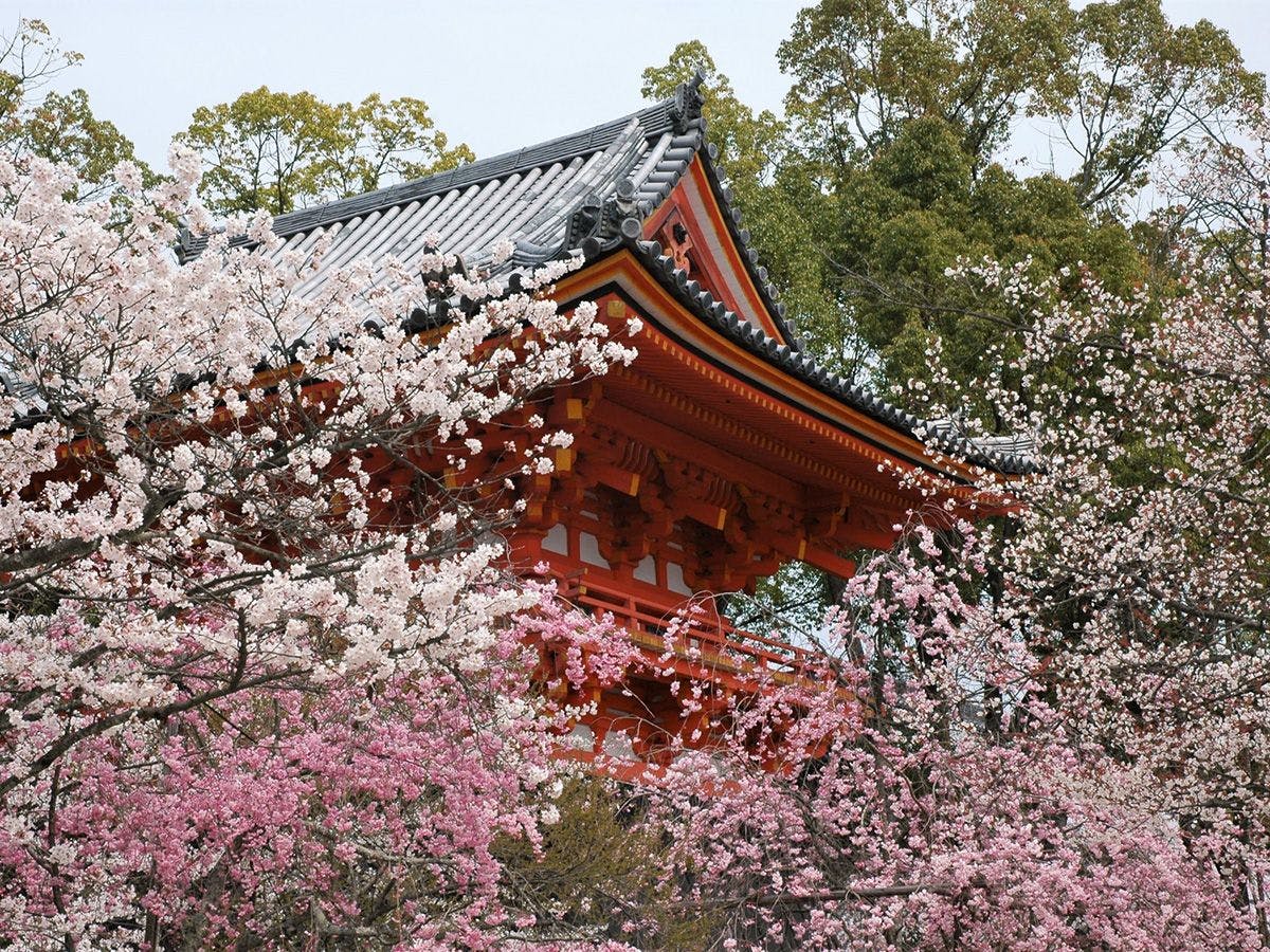 ชมดอกไม้ในฤดูใบไม้ผลิ