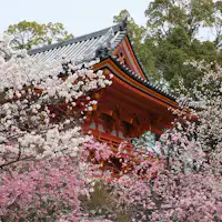 ชมดอกไม้ในฤดูใบไม้ผลิ