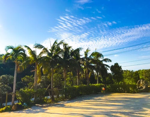 日本庭園/(Japanese Garden)
