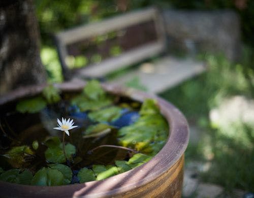 日本庭園(Japanese Garden)