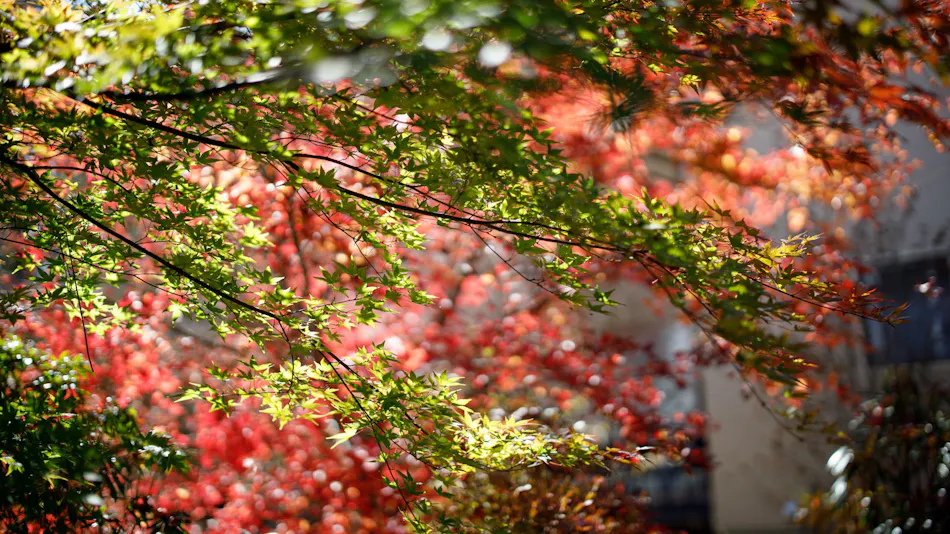 MORIHAKU -Forest Stay-