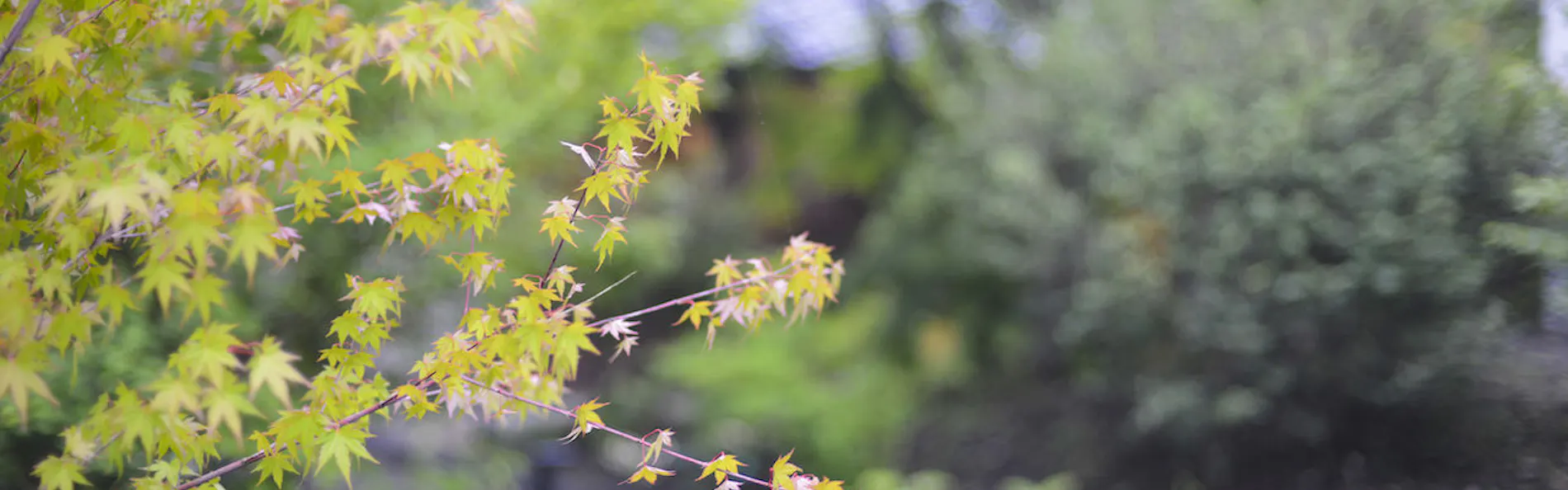 森泊 -MORIHAKU-
