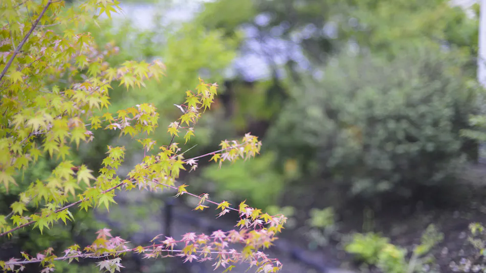 MORIHAKU -Forest Stay-