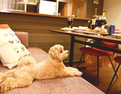 【愛犬客室】シャワー式足洗い場