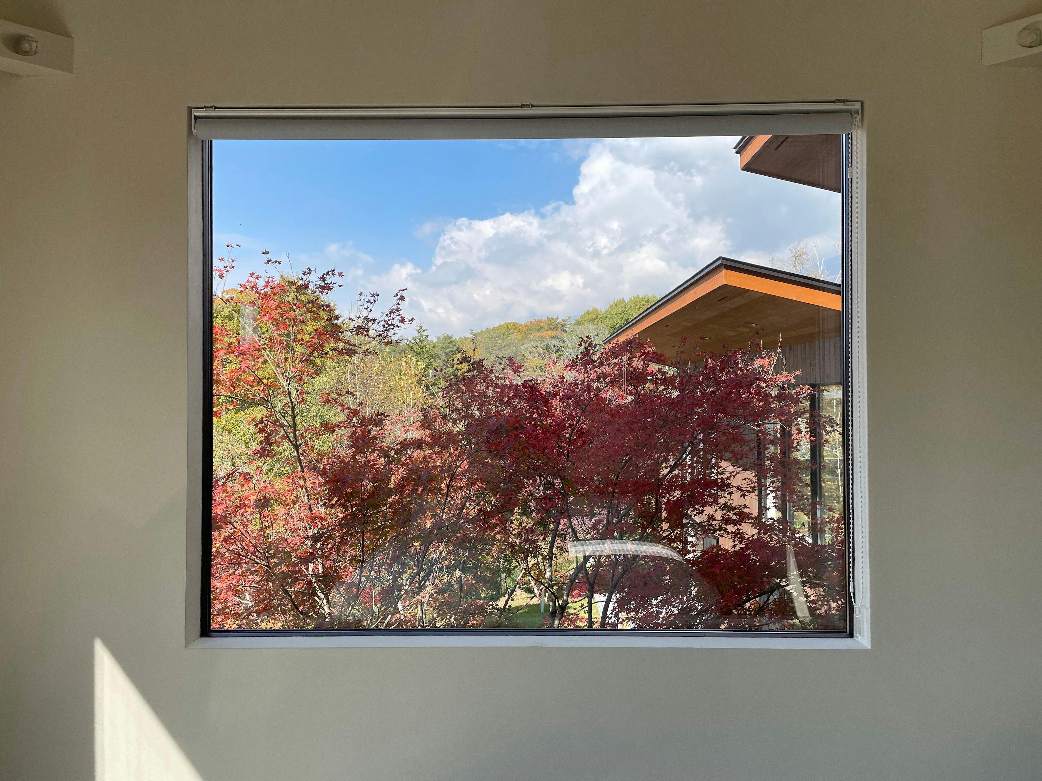 ピクチャーウインドウから眺める樹木