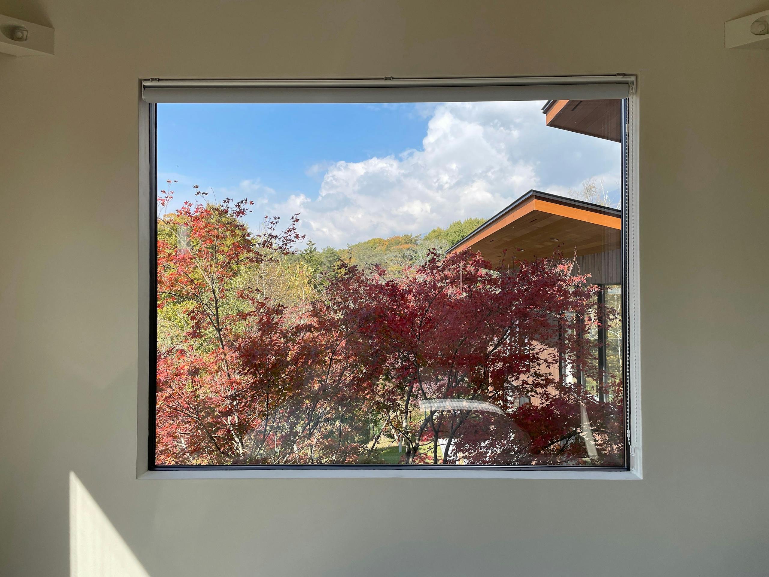 ピクチャーウインドウから眺める樹木