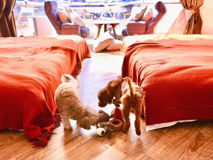 愛犬同伴OK！デラックスグランピング＜露天風呂・サウナ付＞のサムネイル画像