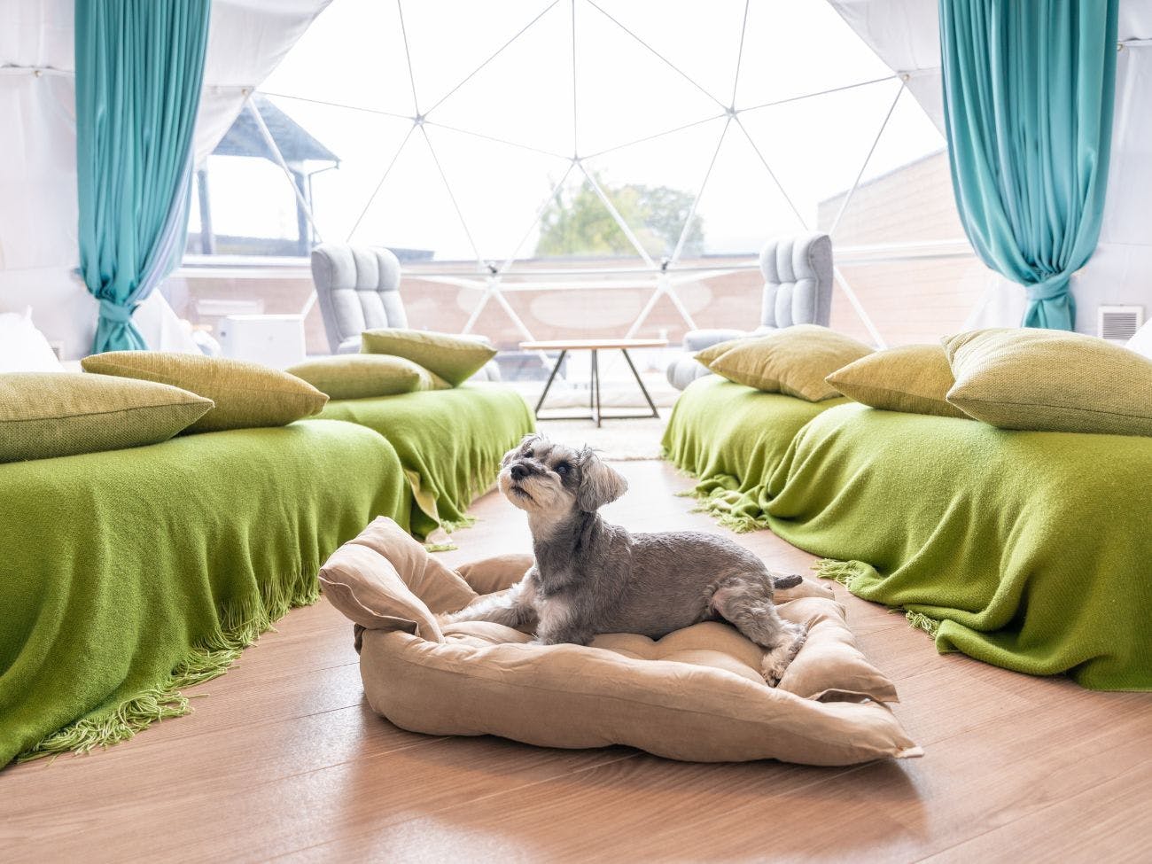 愛犬同伴OKデラックス