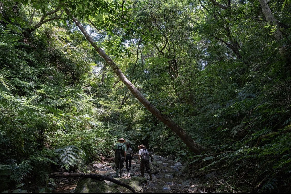 Treeful Treehouse Sustainable Resort Okinawa