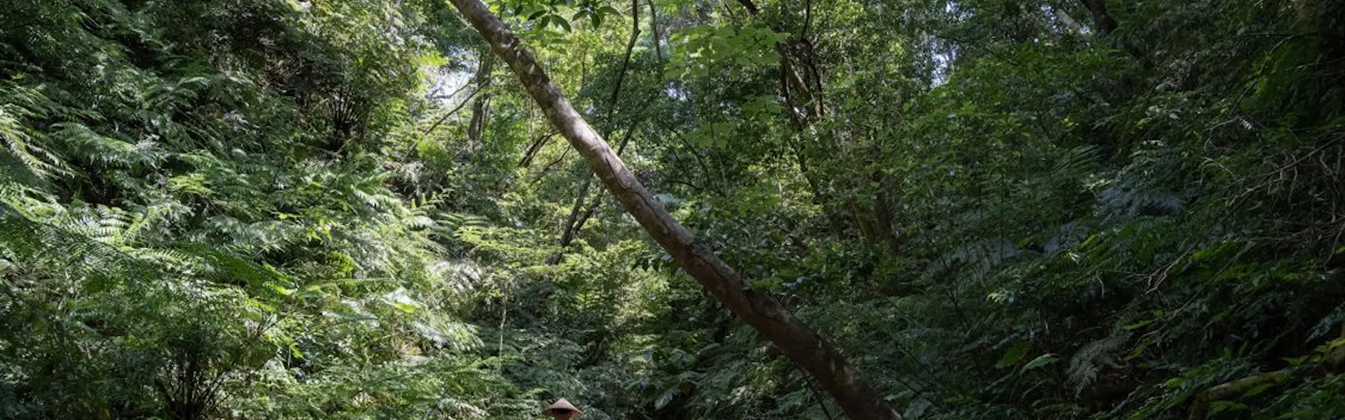 Treeful Treehouse Sustainable Resort Okinawa