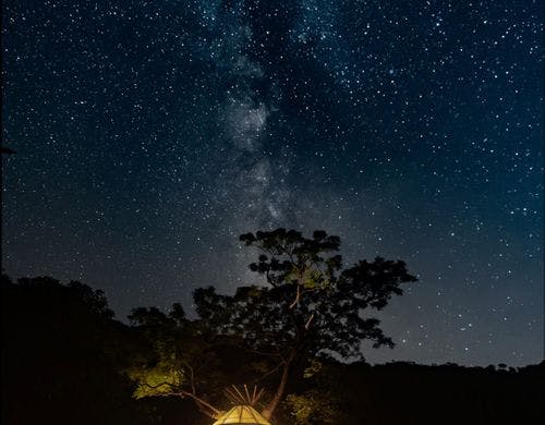 トロフィーツリーハウス