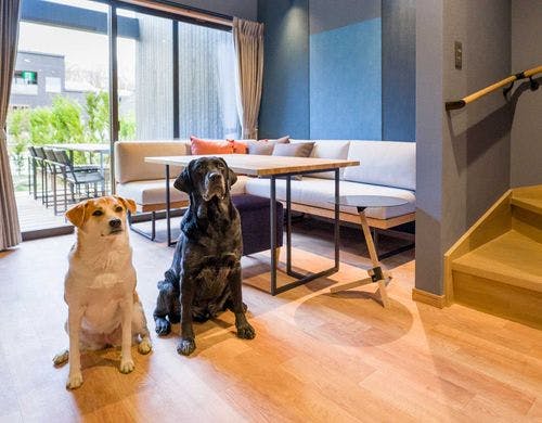 リビングとワンちゃん