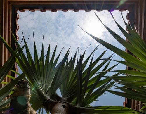 中庭に降り注ぐ南国の陽射し