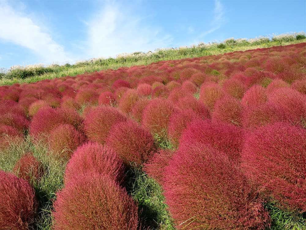 【観光】国営ひたち海浜公園